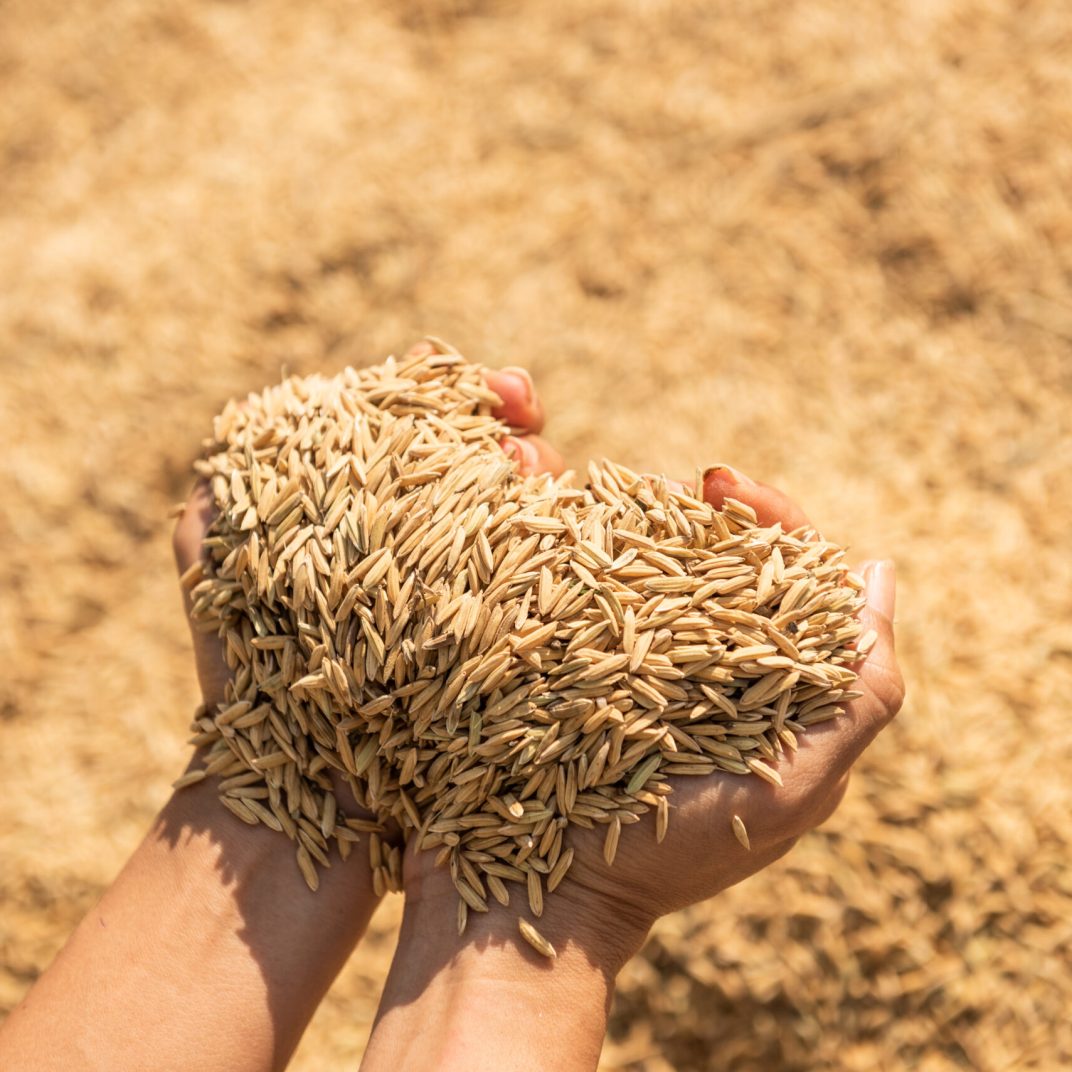 Paddy in harvest,The golden yellow paddy in hand, Farmer carrying paddy on hand, Rice.