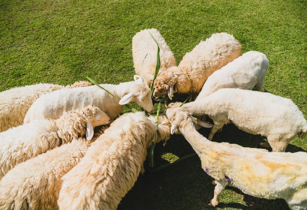 Sheep on green grass in farm